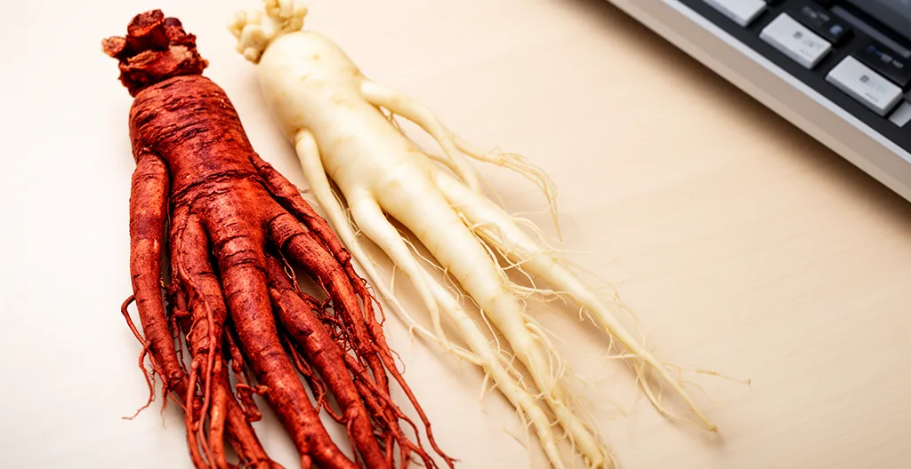 Racines de ginseng rouge et blanc posées sur un bureau d'étudiant avec livres et cahiers