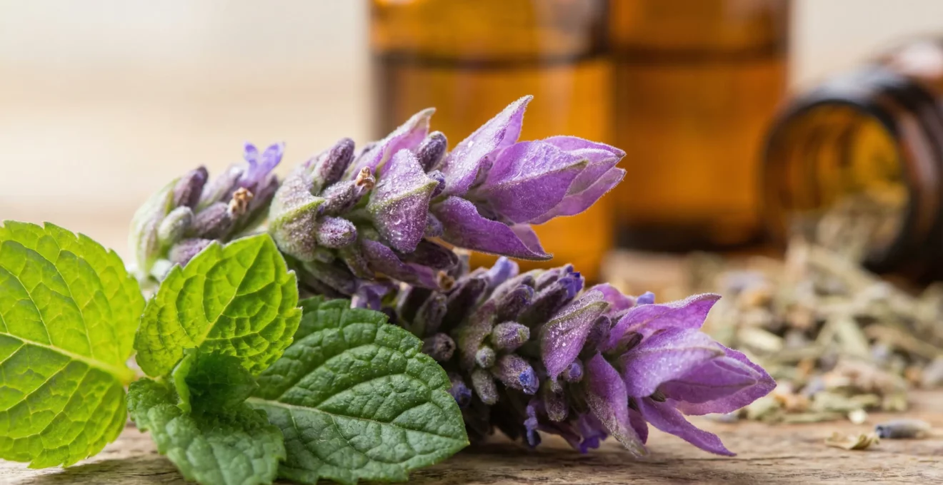 Macro détaillée de fleurs de lavande fraîches avec feuilles de menthe et flacons d'huiles essentielles